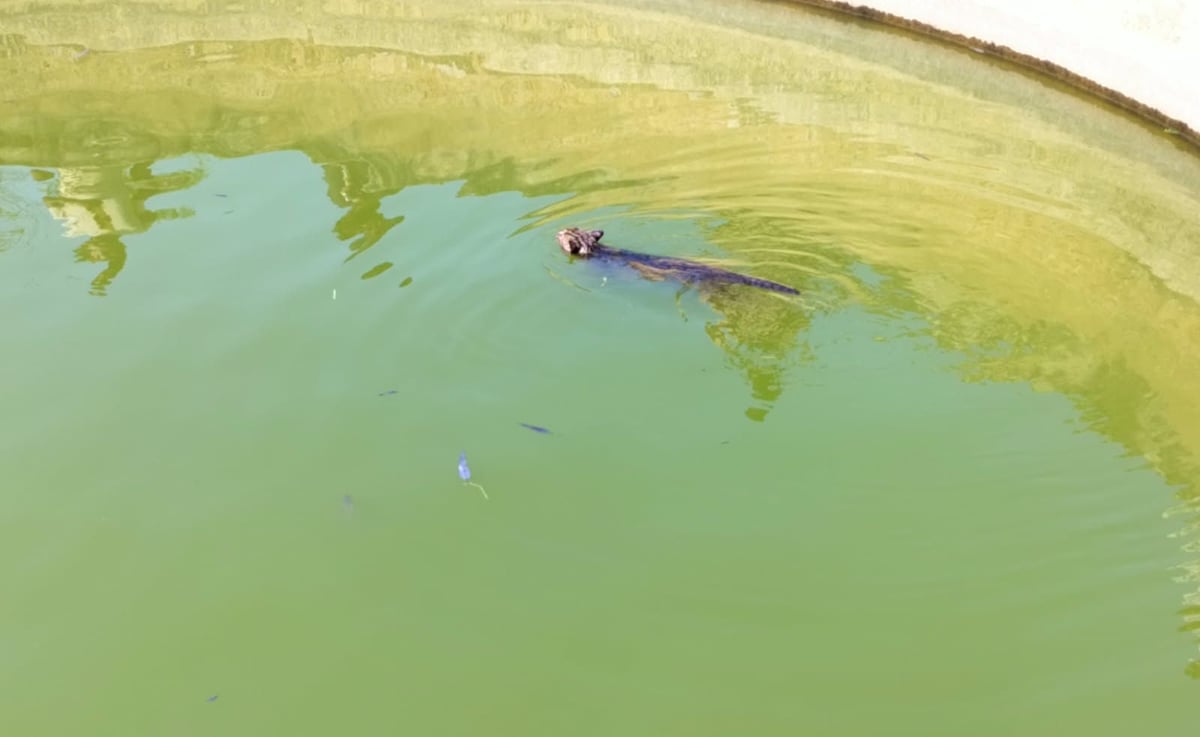 Balrampur News: तालाब में फंसा फिशिंग कैट, नाव से पहुंची टीम ने किया रेस्क्यू
