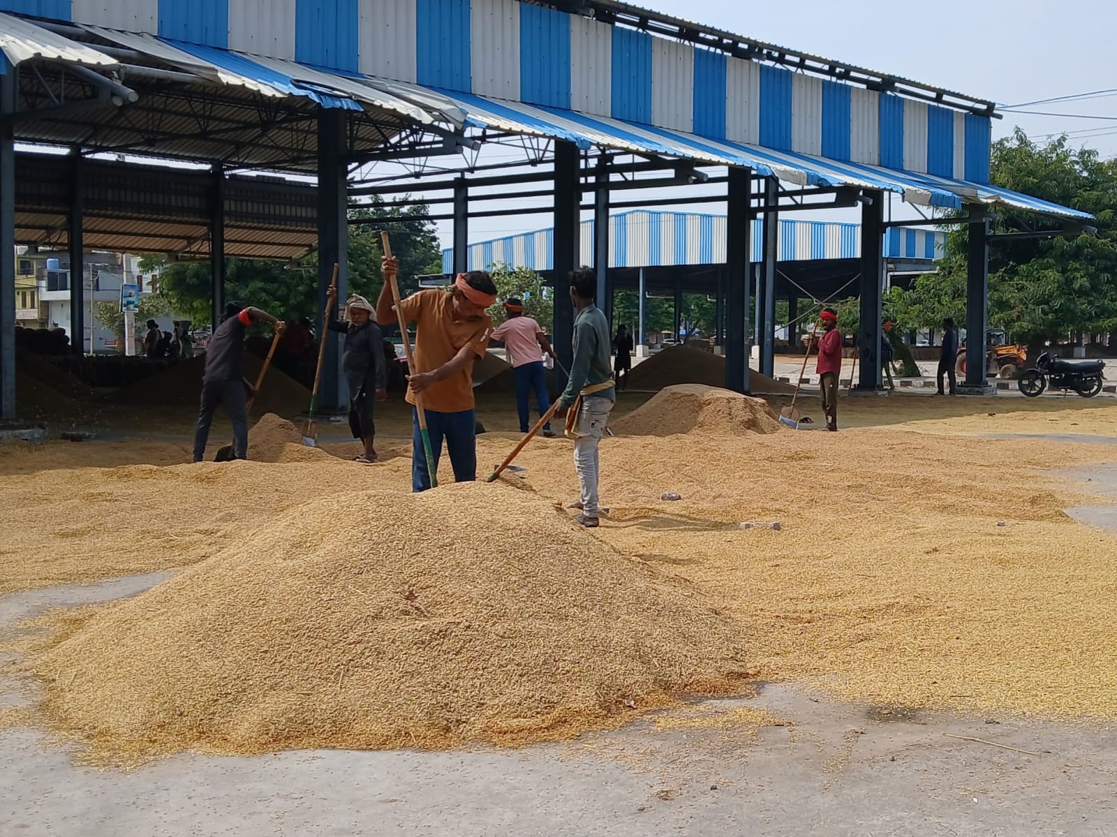 Slow lifting of paddy in the mand