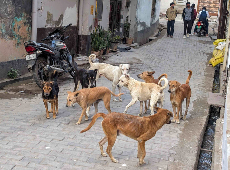 Ghaziabad News: करोड़ों के बजट के बावजूद कागजों में सिमटी योजना, सड़कों पर आवारा कुत्तों का खौफ