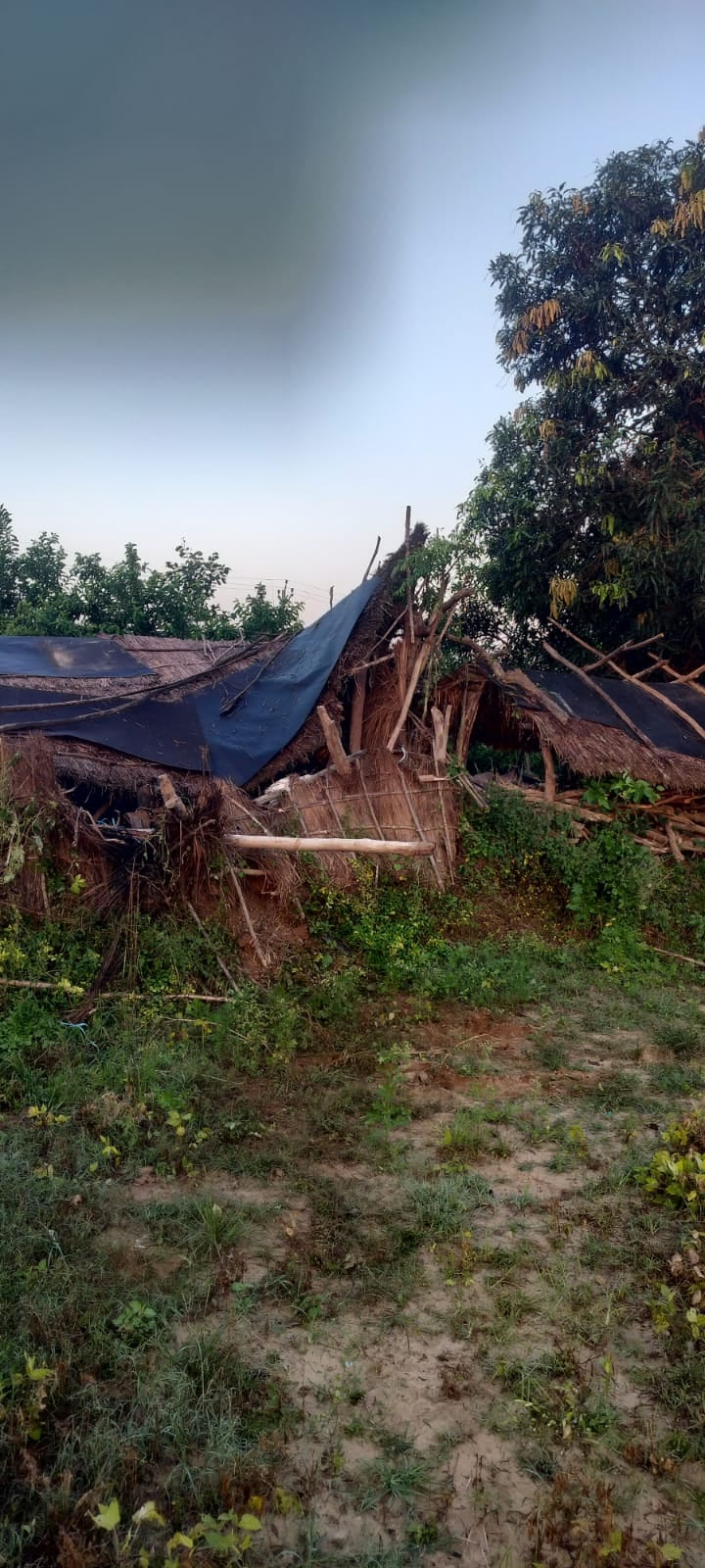Bijnor News: खदेड़ने से नाराज हाथी ने किसान का डेरा तोड़ा