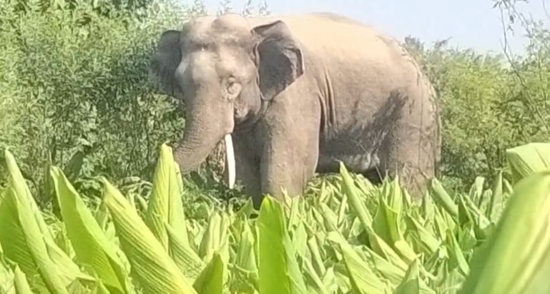 किशनगंज में हाथियो के उत्पाद से बुजुर्ग व्यक्ति की हुई मौत