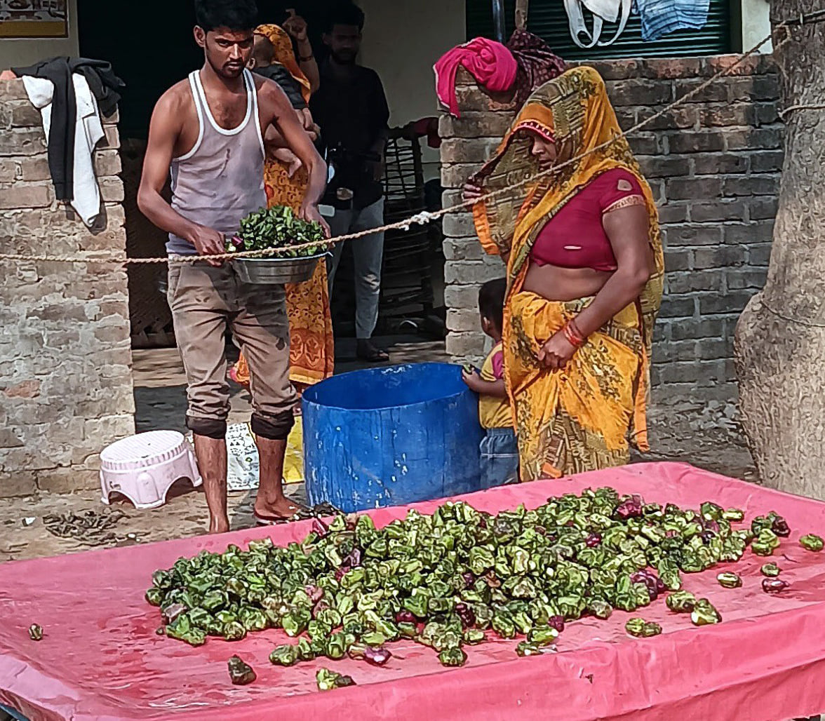 Agra News: सिंघाड़े की अच्छी फसल...किसानों को मिल रहे बढ़िया दाम
