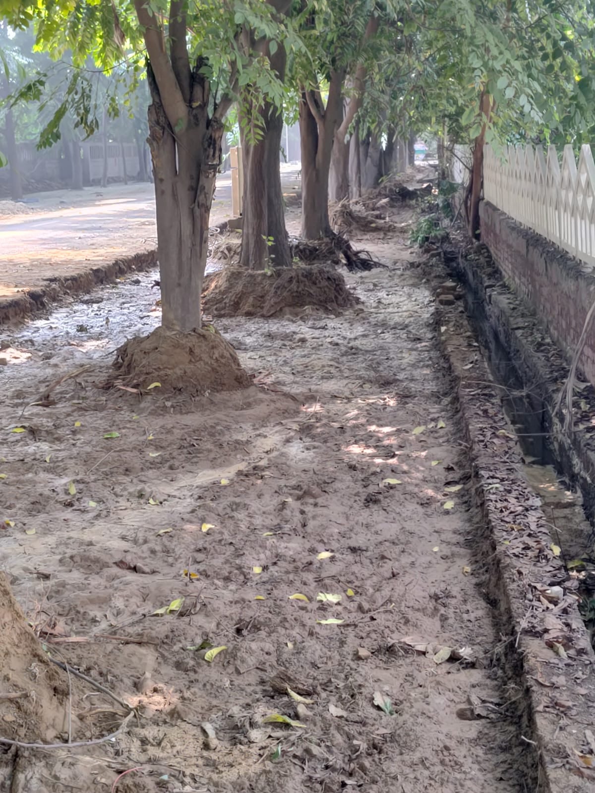 Noida News: इंटरलॉकिंग टाइल्स से पेड़ों को खतरा, उठे सवाल