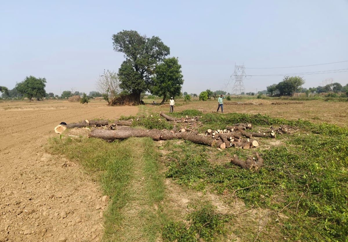 Agra News: मियावाकी पद्धति में रोपे पौध उखाड़े, सुरक्षा घेरा तोड़ा, प्रधान को धमकाया, 5 पर प्राथमिकी