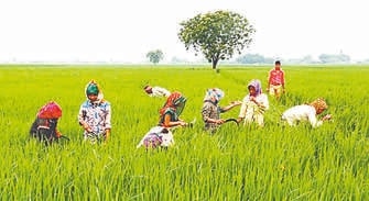 Hathras News: 10×10 मीटर में 14.780 किलो मिली धान की उपज