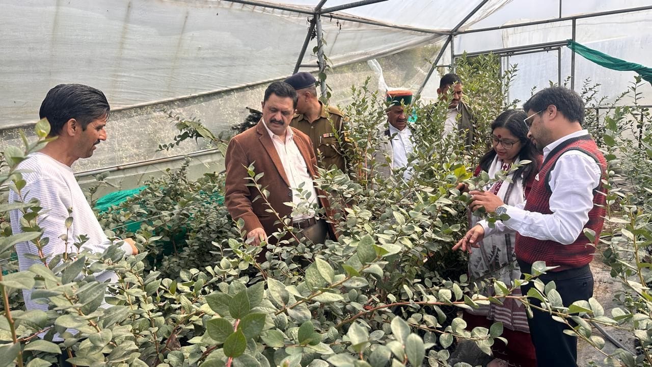 एकीकृत बागवानी विकास मिशन के तहत सोलन के धारों की धार में एफएलडी इकाई का निरीक्षण करते उपायुक्त
