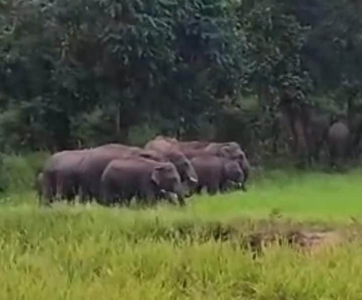 Korba MP Jyotsna Mahant reviews elephant menace in Pasan, 40 elephants damaging crops, houses