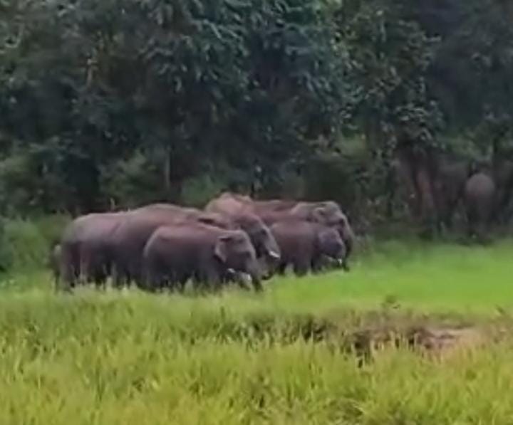 Korba MP Jyotsna Mahant reviews elephant menace in Pasan, 40 elephants damaging crops, houses