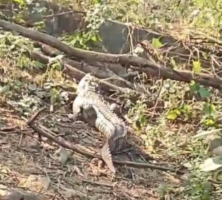 Agra News: तालाब से निकलकर गांव में घुसा मगरमच्छ, सहमे लोग