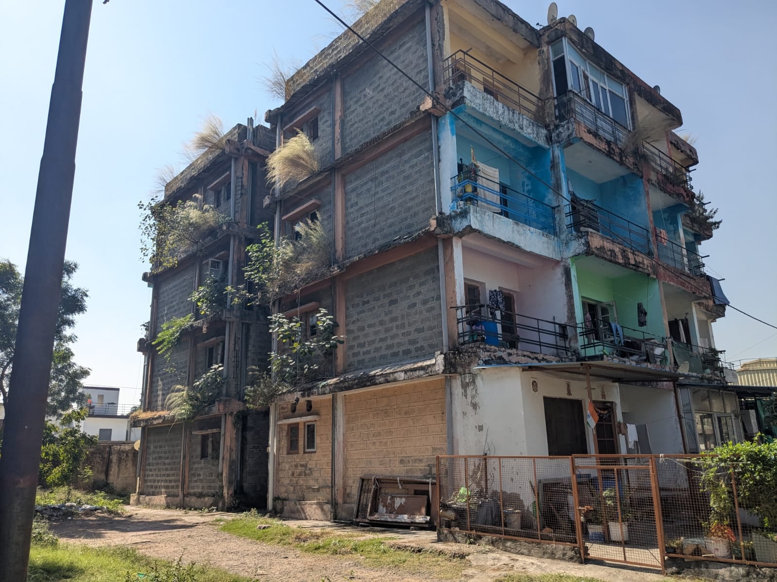 बद्दी के हिमुडा कालोनी के फेस चार में बिल्डिंग की दीवारों पर उगी घास- संवाद।