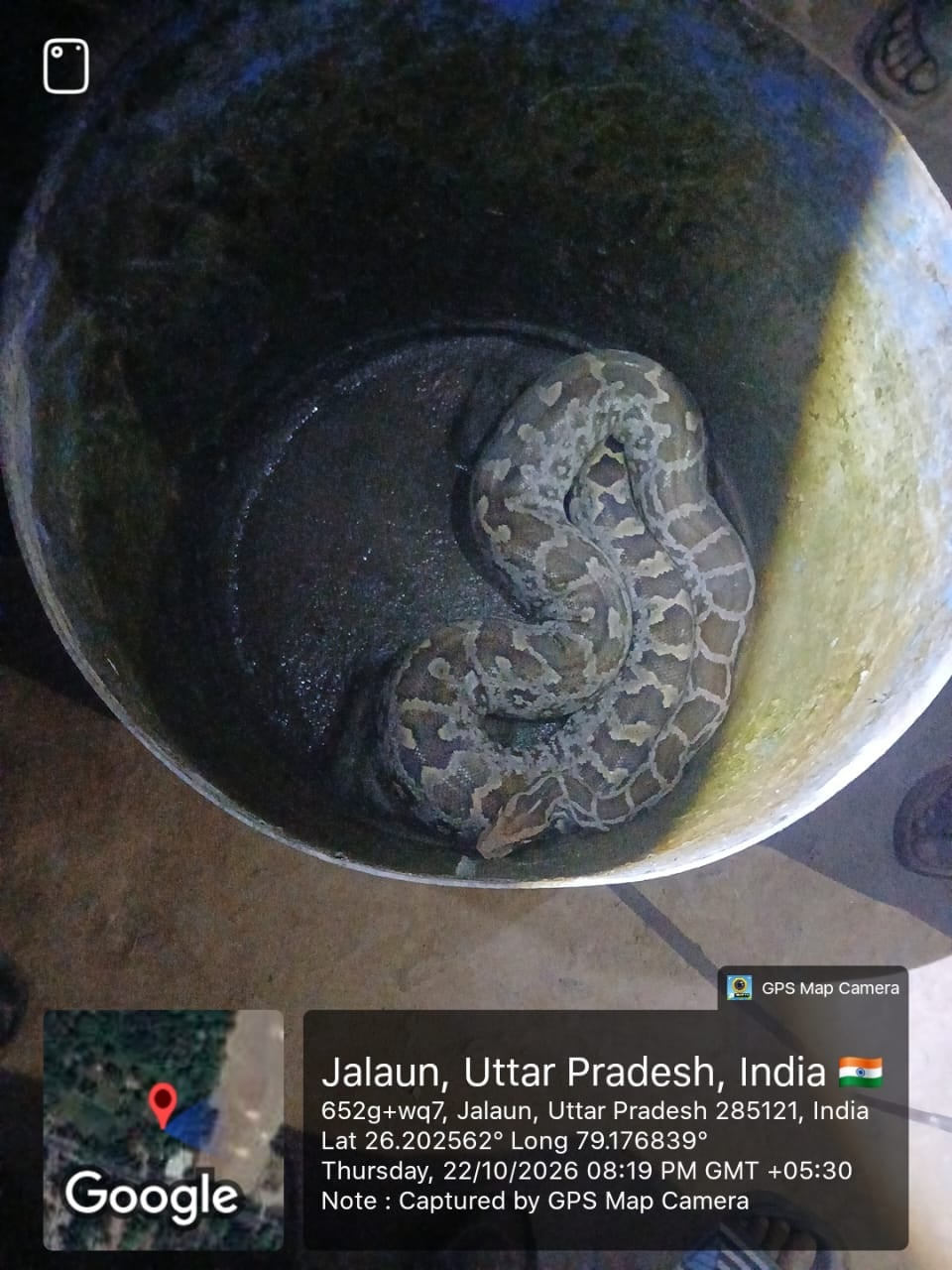 Jalaun News: रामपुरा में तेंदुआ और अजगर मिलने से दहशत