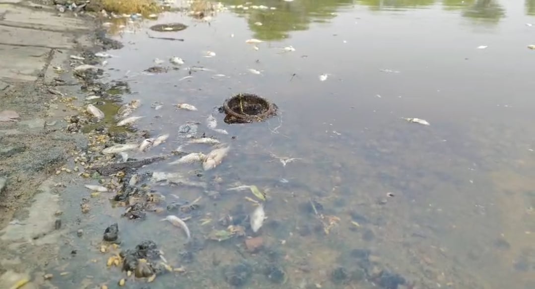 Hamirpur News: इटकिरी तालाब में गंदगी मिलने से मछलियों की मौत