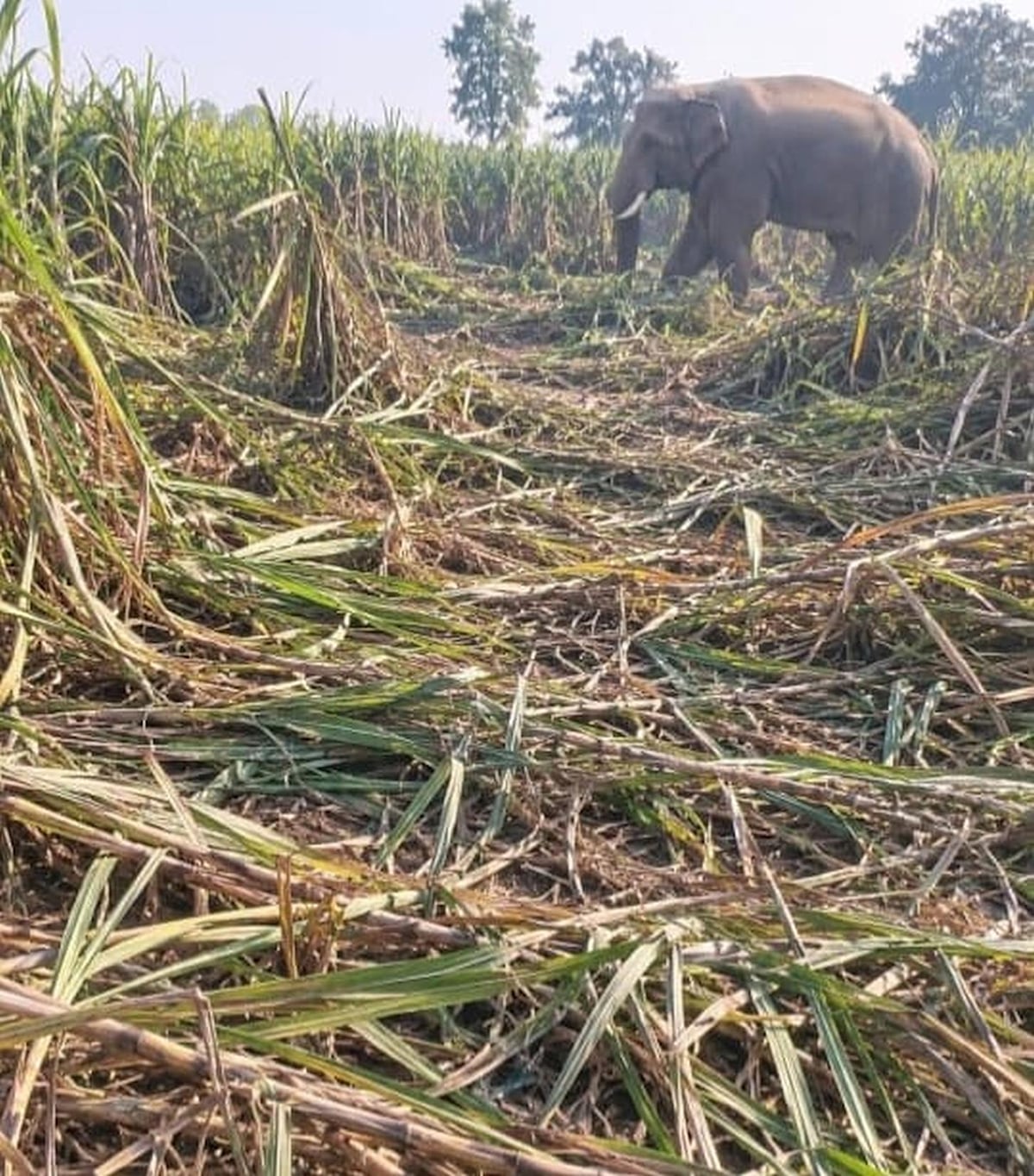 Bahraich News: रात में सड़क पर आए हाथी, सुबह रौंदी फसल