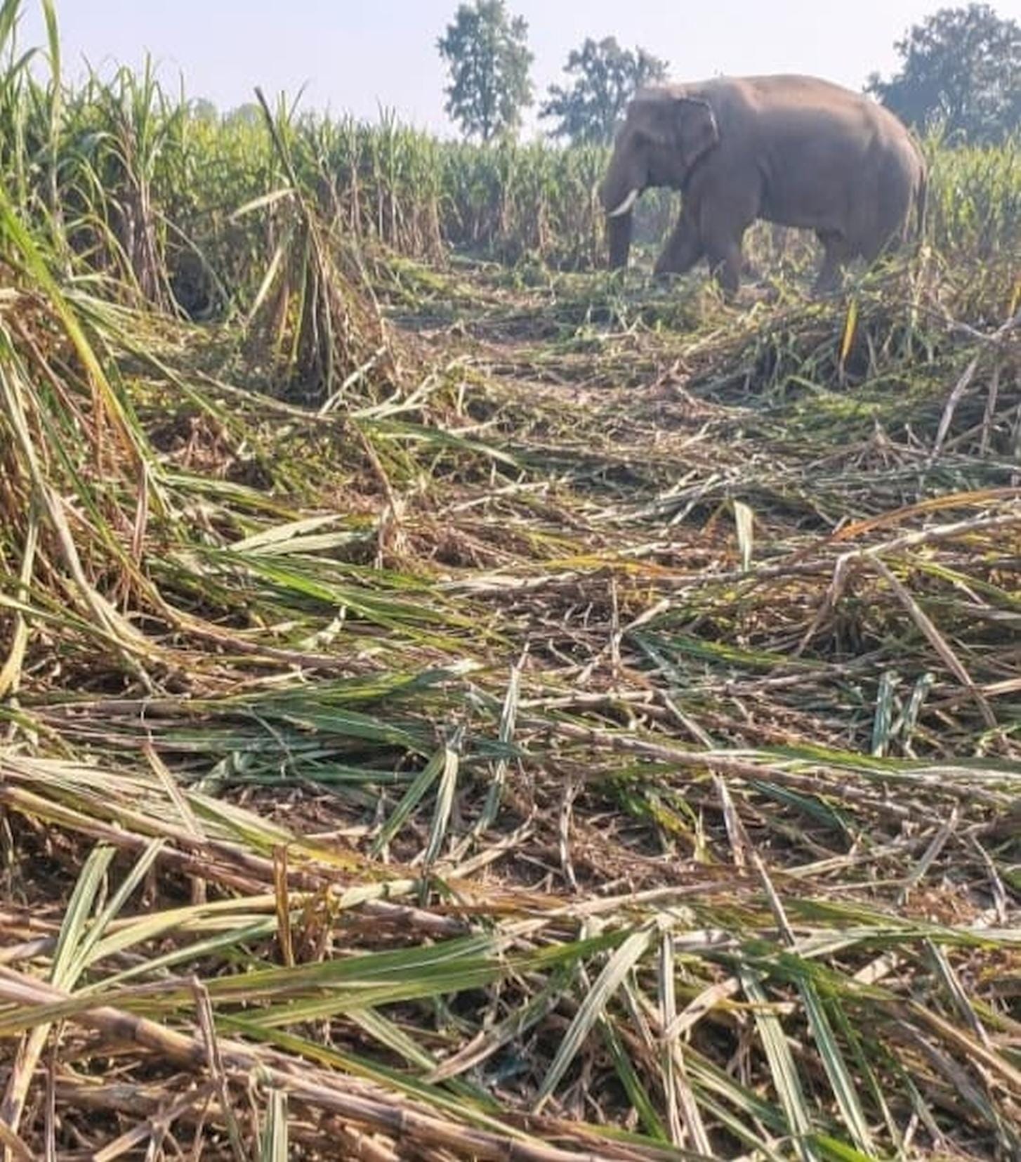 जमुनिहा गांव में गन्ने के खेत में फसल बर्बाद करता हाथी।  -स्रोत : ग्रामीण
