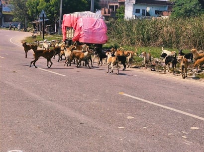 Prayagraj News: करनाईपुर में लावारिस कुत्तों से राहगीरों में खौफ
