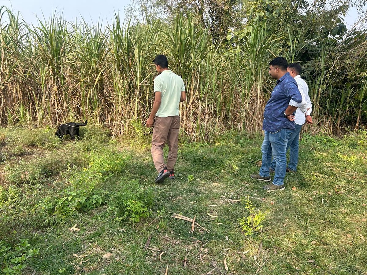 Lakhimpur Kheri News: 24 घंटे की तलाश के बाद गन्ने के खेत में मिली मासूम