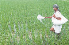 Hathras News: समितियों पर पोटाश खाद की किल्लत, भटक रहे किसान