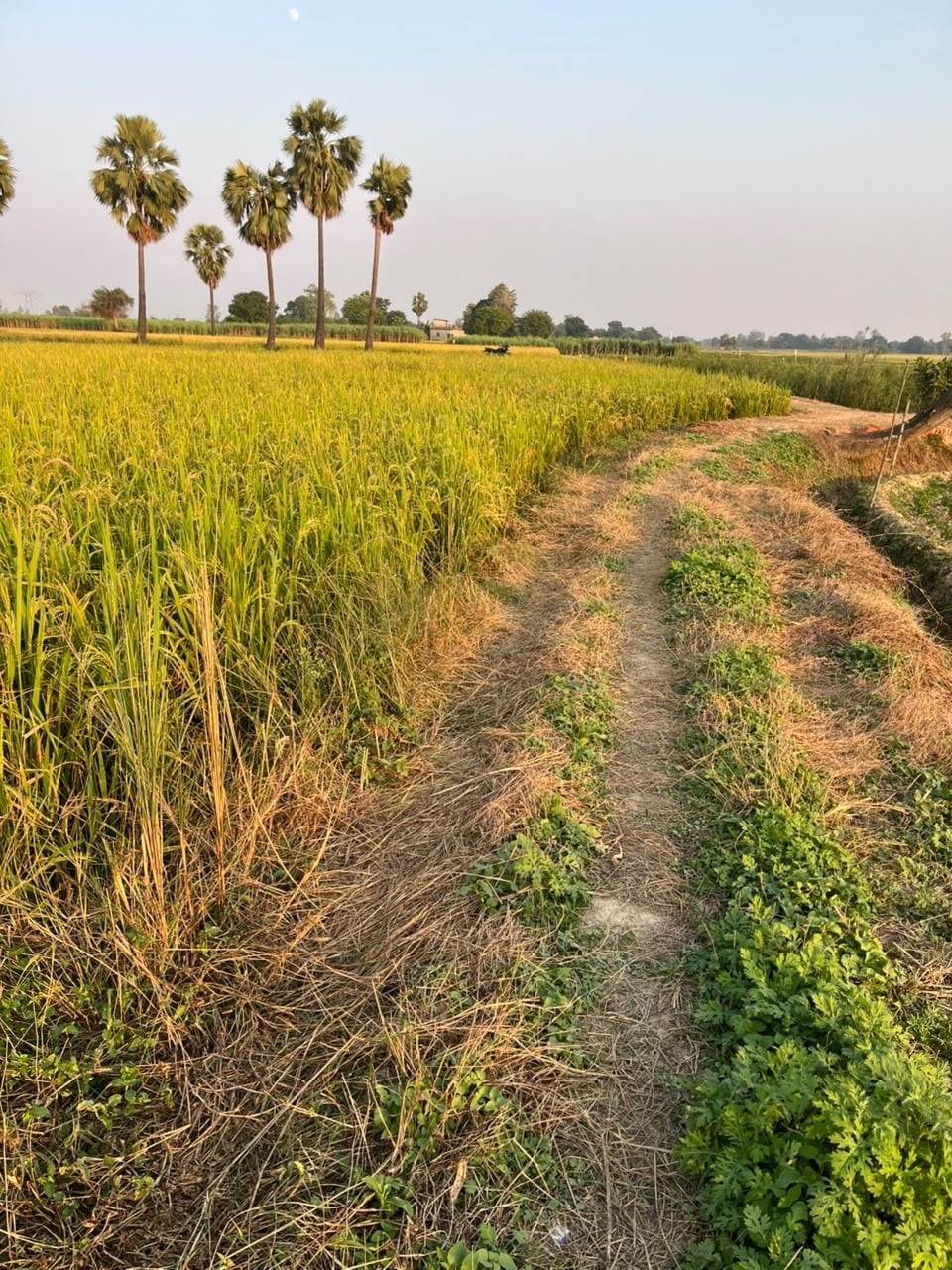 Azamgarh News: समइसा में पुराने खड़ंजे पर करा लिया 5.57 लाख रुपये का भुगतान