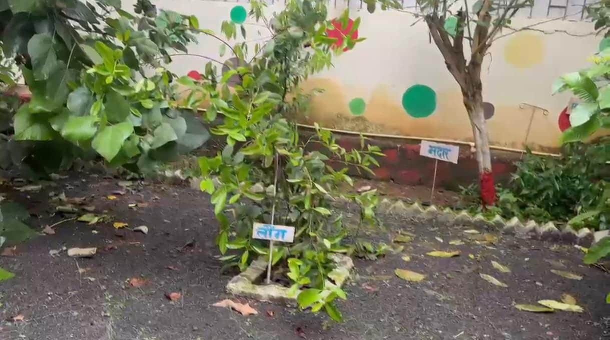 Maihar: Ramnagar Civil Hospital Develops Herbal Garden with 200+ Medicinal Plants to Promote Ayurveda
