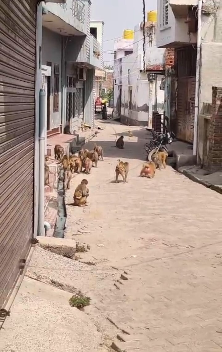 Monkey menace in Bahu village; two women injured in attacks