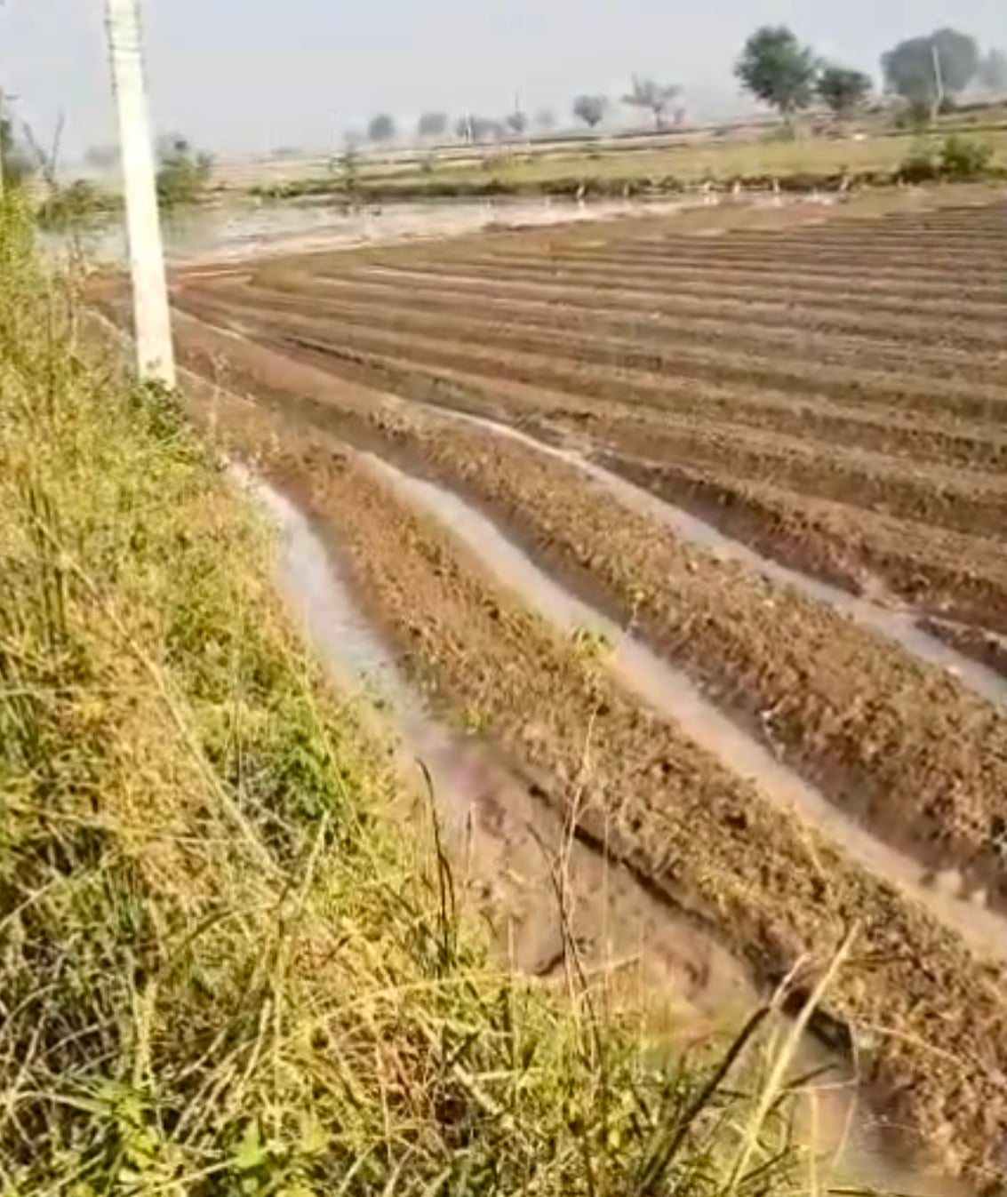 Aligarh News: रजबहा की पटरी कटी, 50 बीघा से अधिक खेतों में भरा पानी