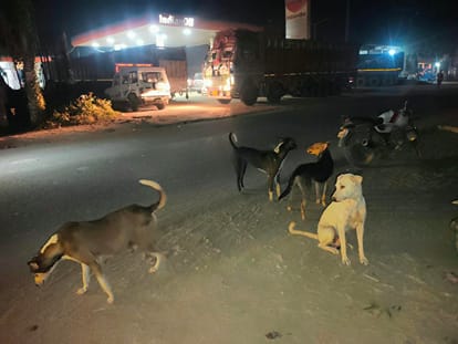 आवारा कुत्तों का झुंड