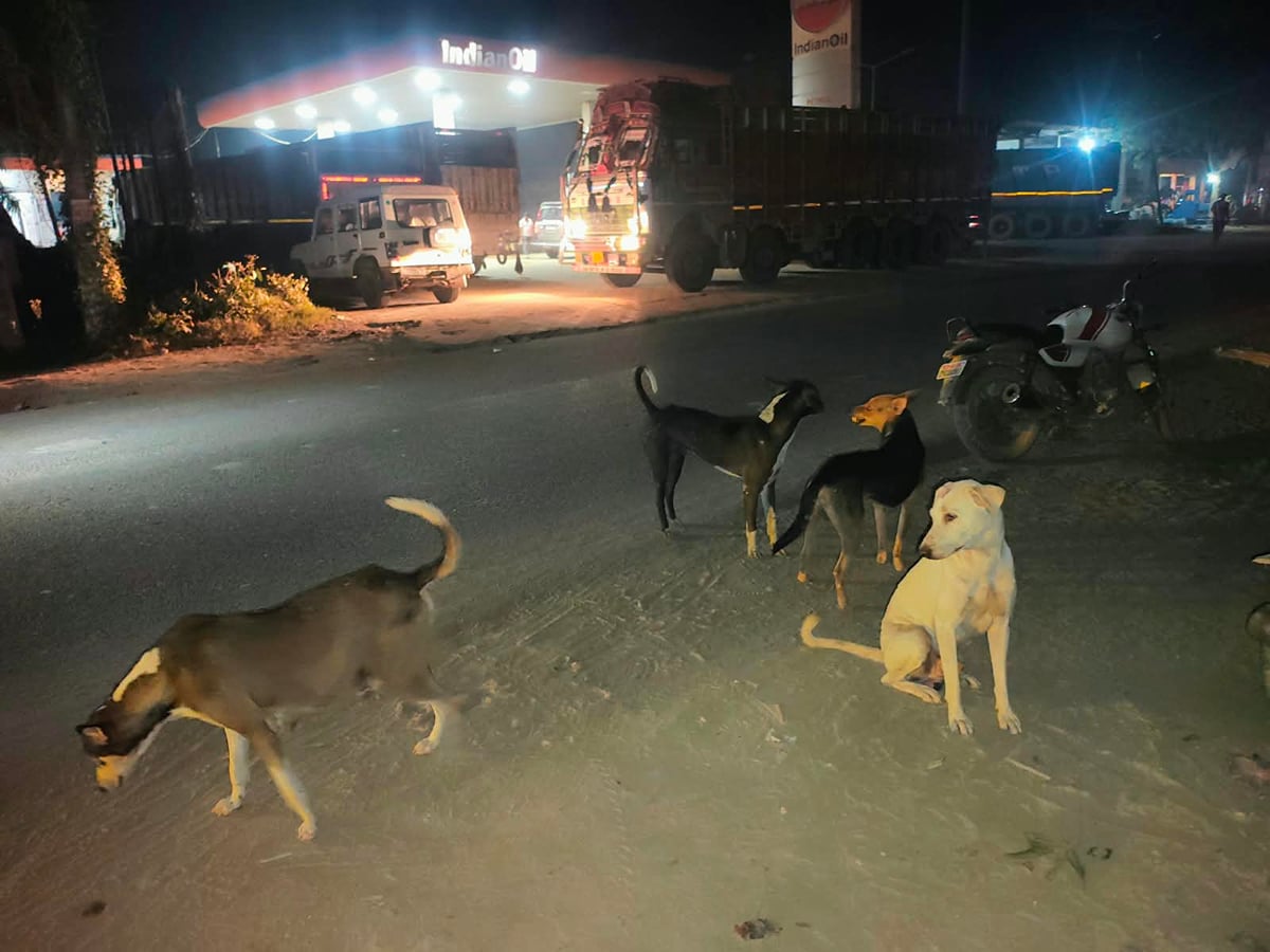 Jaunpur News: कुत्ते ने नौ साल के बच्चे का काटा गुप्तांग