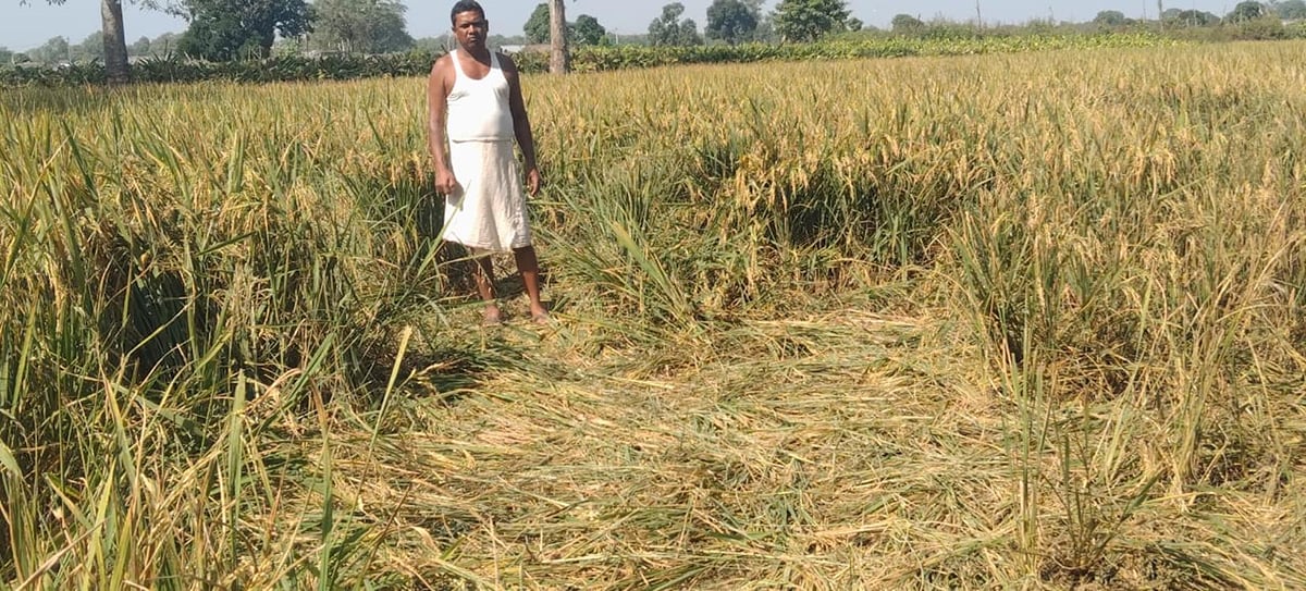 Bahraich News: भवानीपुर में हाथियों ने रौंदी धान की फसल