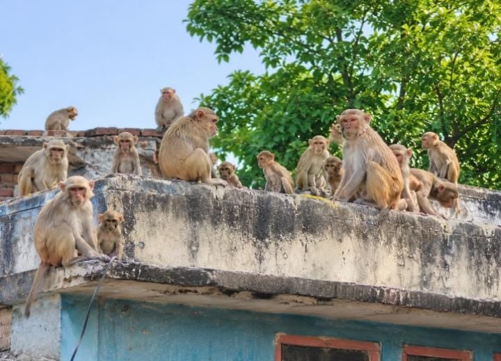Sant Kabir Nagar News: छह महीने से बंदर-लंगूरों का आतंक, लोग दुखी