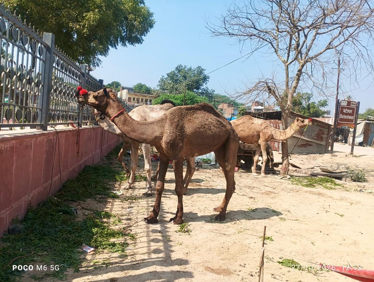 Agra News: ऐतिहासिक बटेश्वर मेला शुरू होने से पहले ही अव्यवस्थाओं से घिरा