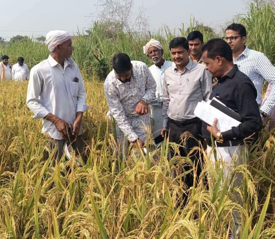 A yield of 28 kg 800 grams of paddy was obtained per biswa