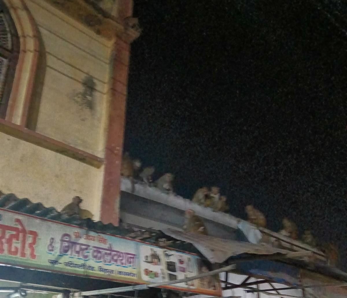Kasganj News: बंदरों का उत्पात, डर के साये में लोग