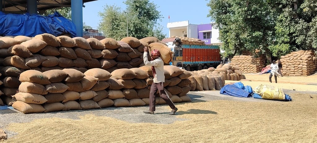 जगाधरी मंडी में तौल के बाद धान की बोरियों को सड़क पर रखता मजदूर। संवाद