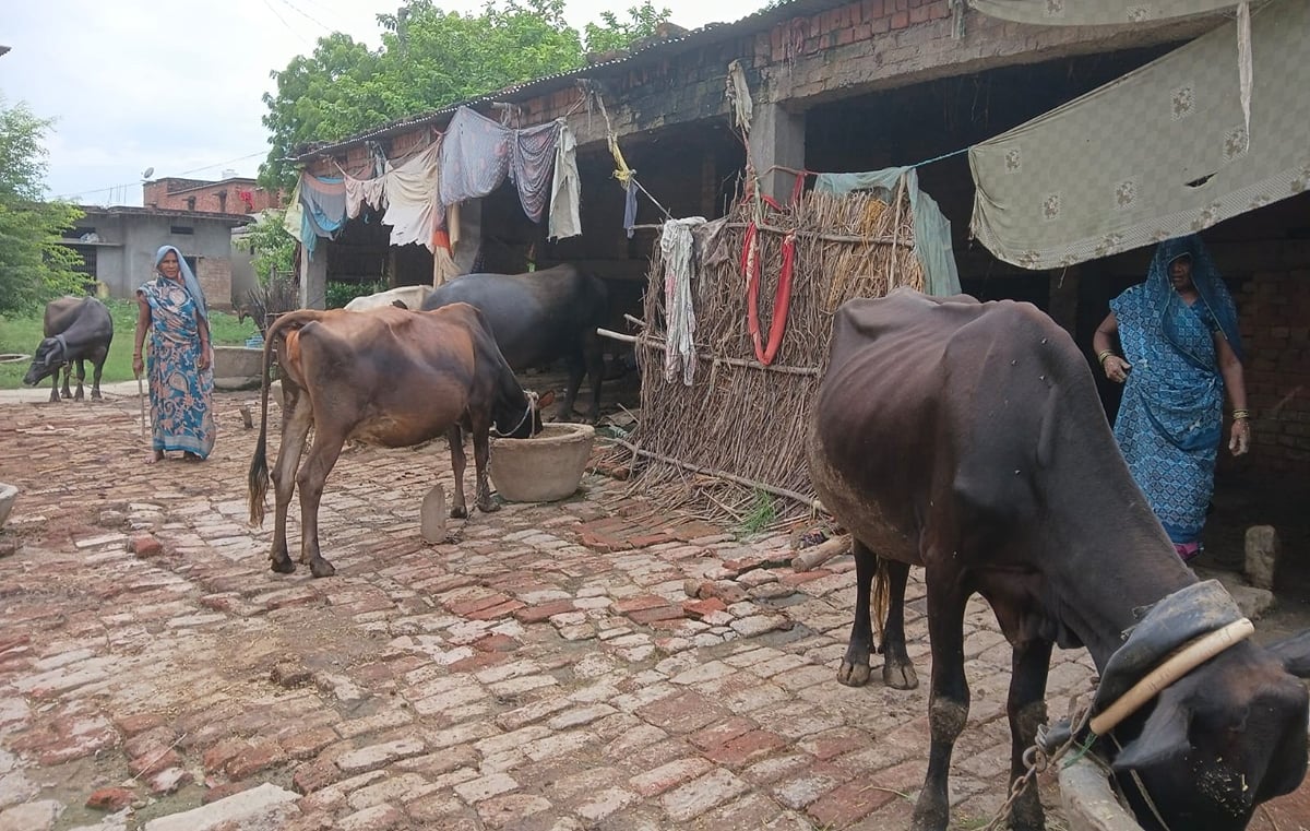 Bhadohi News: रात में खुले में बंधे पशु पड़ रहे बीमार, अस्पताल में बढ़ी संख्या
