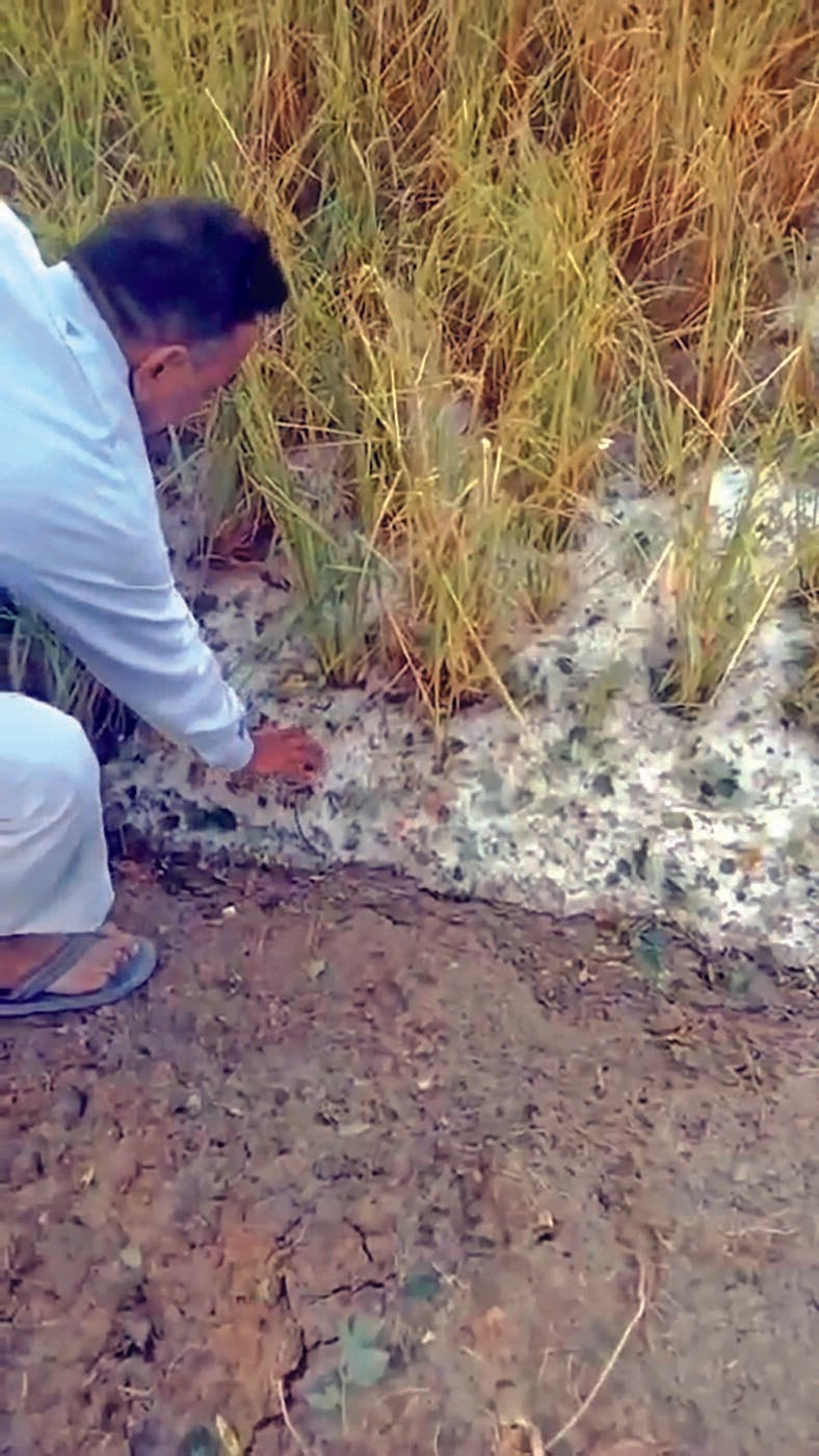 More than 12,000 acres of paddy crops damaged by hailstorm across over 25 villages in Ratiya