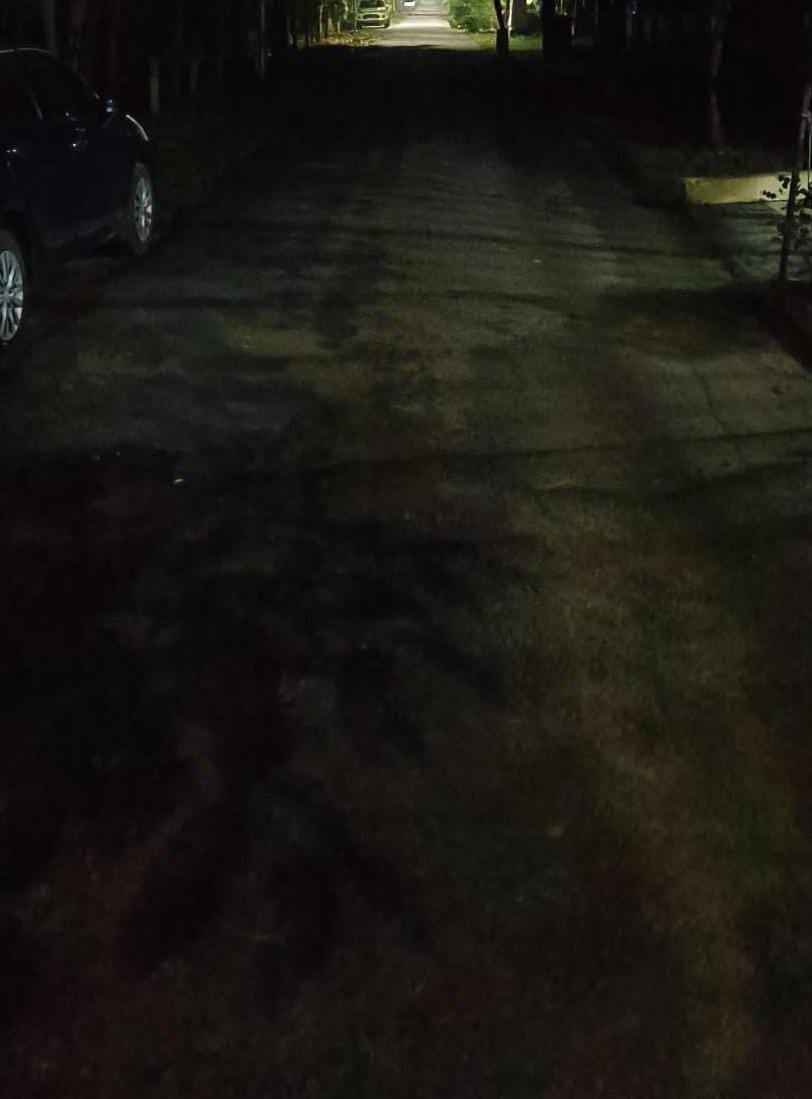 Noida News: पेड़ों की आड़ में स्ट्रीट लाइटें