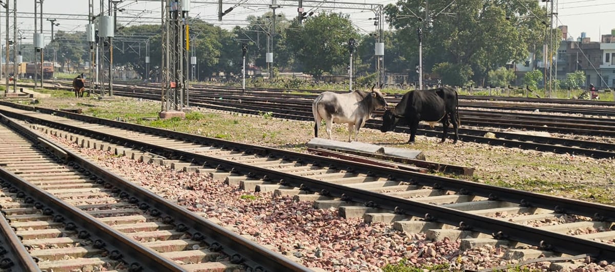 पड़ताल : गोशालाएं आबाद फिर भी सड़क के सहारे गोवंश