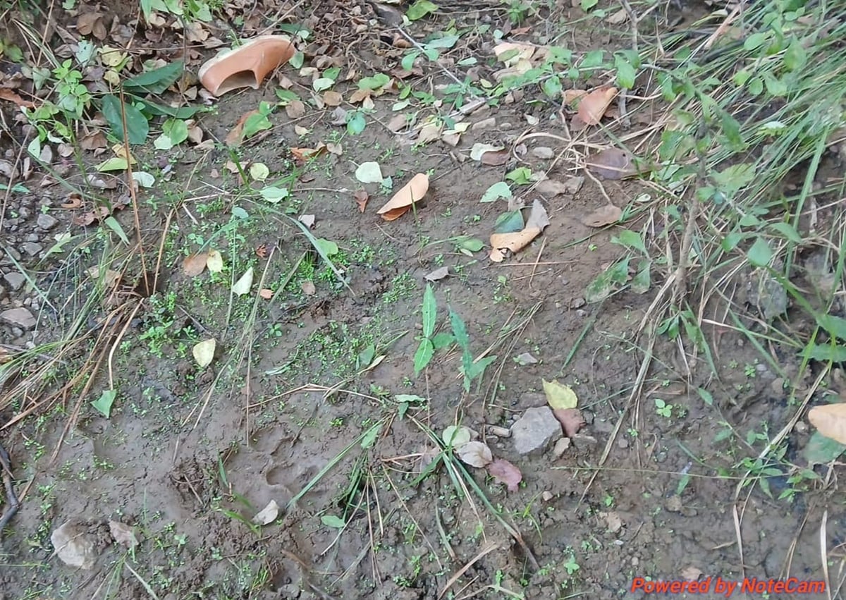 शहडोल में बाघ का खौफनाक हमला: गोहपारू में मवेशी चराने गए युवक का शव मिला, वन विभाग पर गुस्सा फूटा
