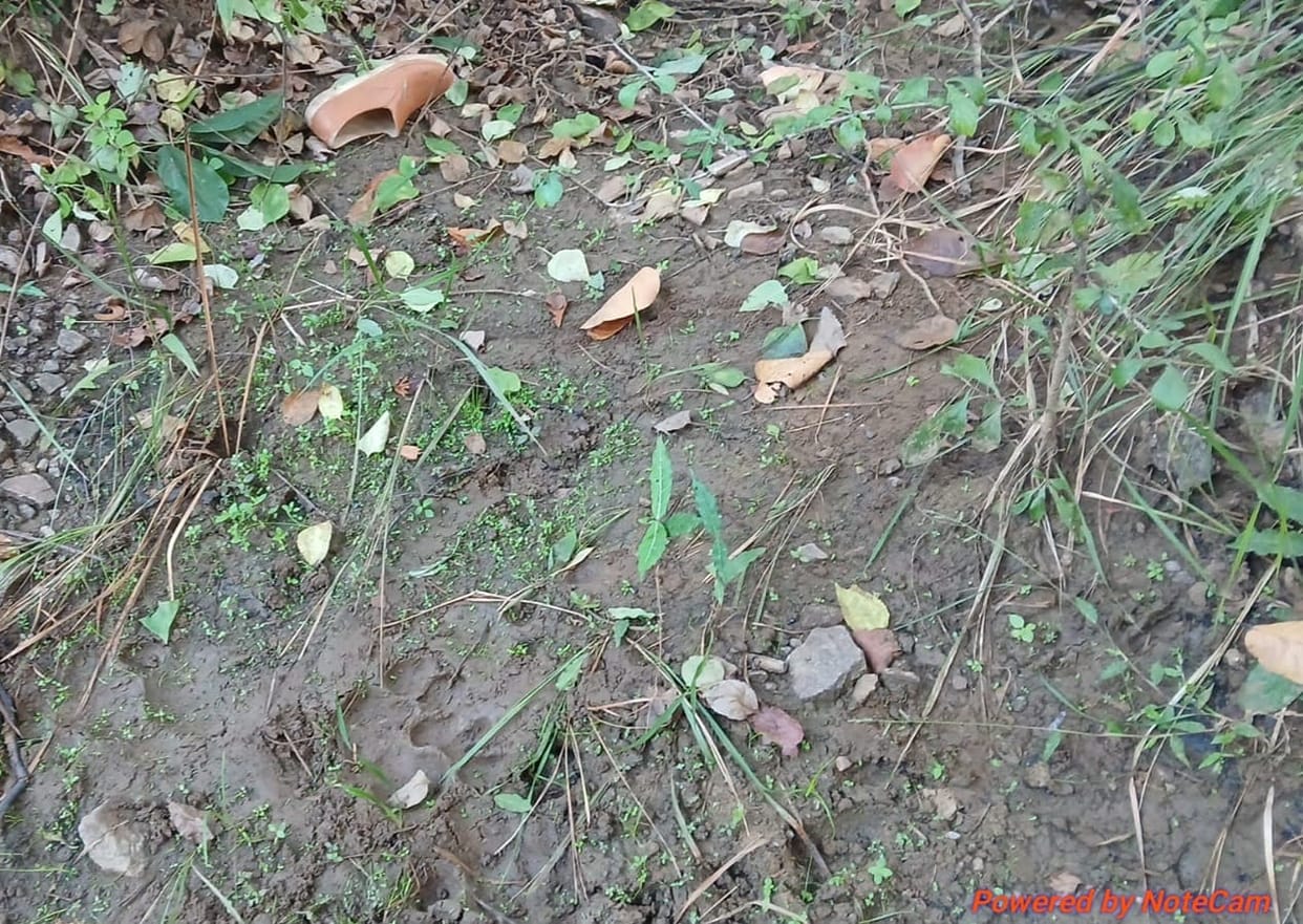 Shahdol: Shepherd Killed in Tiger Attack; Body Found Next Day, Villagers Question Forest Department
