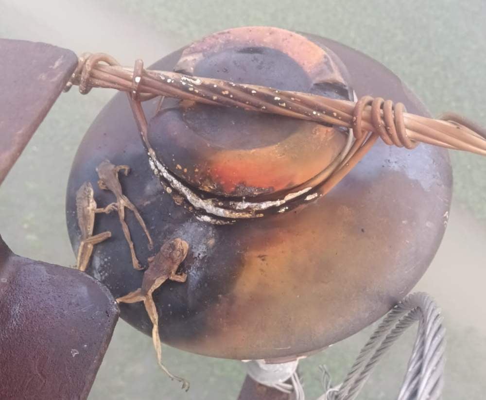 Chandauli News: तीन मेंढकों ने गुल कर दी 100 गांवों की बिजली
