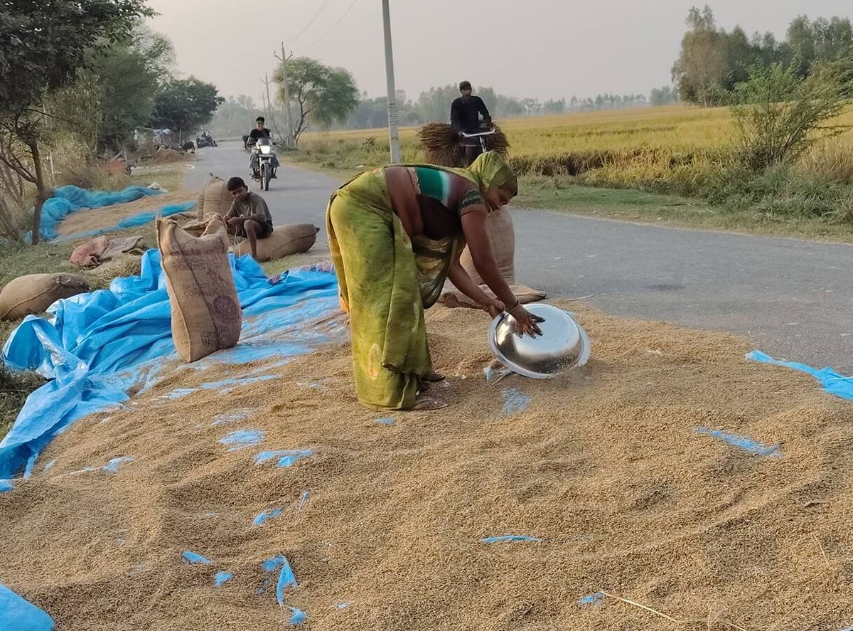 Unnao News: ज्यादा दिन तक बाढ़ रहने से काली हो गई धान की फसल
