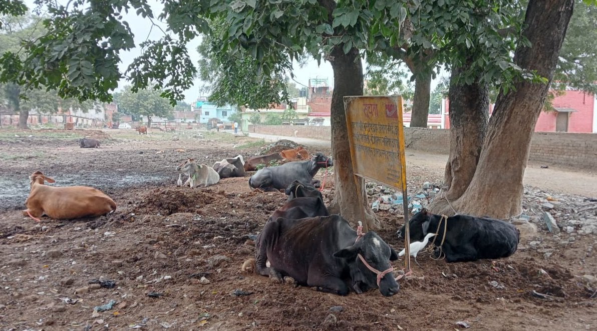 Pratapgarh News: वार्डों से मिटेगा गंदगी का दाग, तबेलाें को हटाने की तैयारी