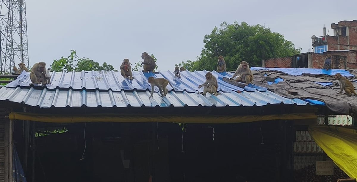 Azamgarh News: धरपकड़ नहीं, नौ महीने में बंदरों ने 867 लोगों को काटा