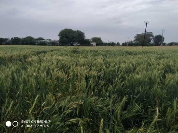 mustards losses up to 75% in 2567 hectare in narnaul