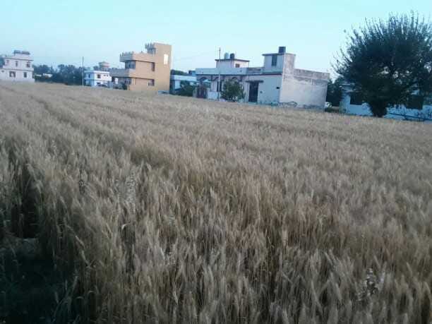 crop preparing but wait to open lockdown.