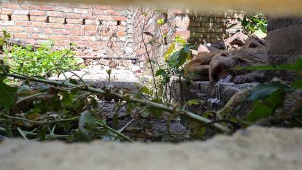 one dozen monkeys dead
