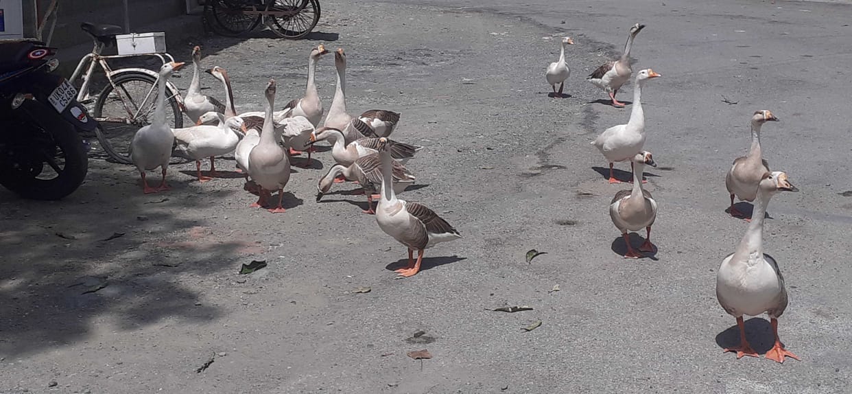 Wandering ducks to eat