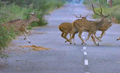 Lockdown is proving to be a boon for nature