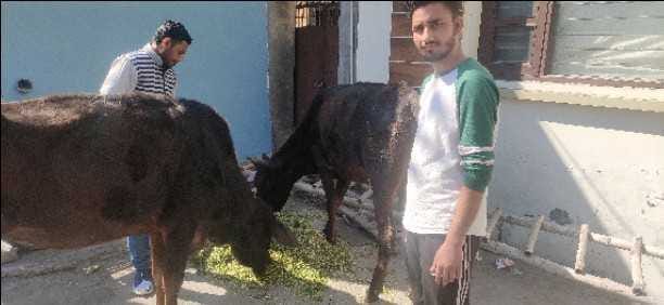 Gow Seva Samiti is foddering the abandoned cow on the streets