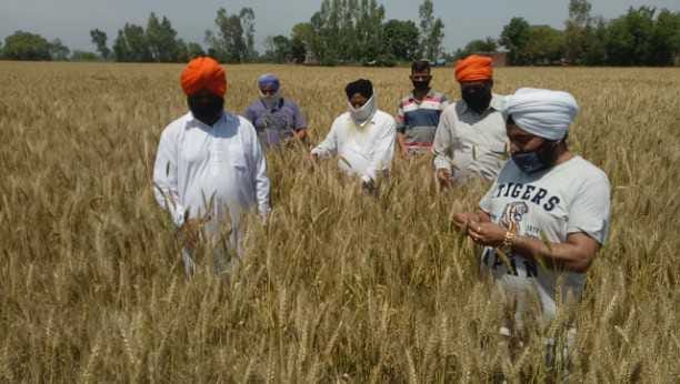 wheat cutting story